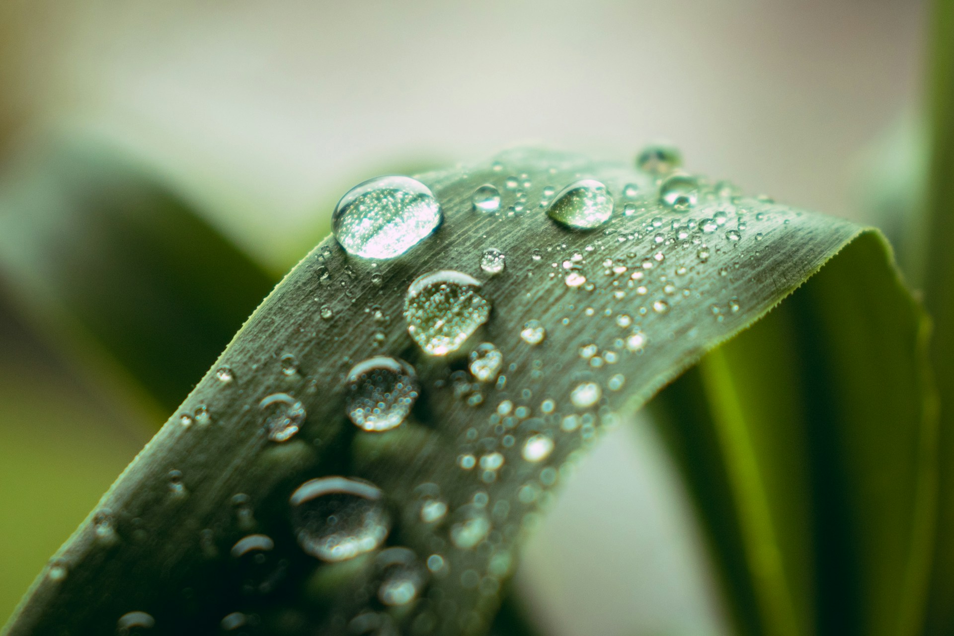 Close-up of sparkling water droplets on a vibrant green leaf, symbolizing the purity and natural origins of ingredients in Sisel International's eco-friendly health and beauty products. Reflecting Sisel’s commitment to plant-based health solutions and sustainable, non-toxic beauty.